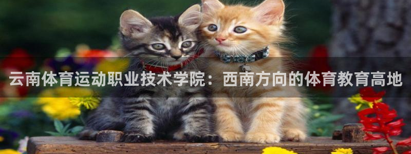 3377体育网页登录入口